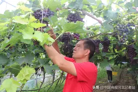 河北徐水：“葡萄之乡”采摘忙 农旅融合财源旺图片