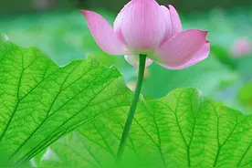 初中没学好，高中可以逆袭吗？图片