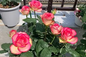 月季花界的“女神”—梦露，颜值超高，多季花开，你值得拥有图片