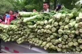 成都莴笋卖到6元一捆，每捆8~10棵20斤重，便宜背后菜农非常无奈图片