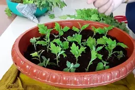 10、11月适合扦插“9种花”，枝条活性高，生根快，易开花图片