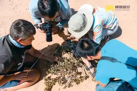 90后在办公室养“神奇动物”，50万人抖音围观蚊子的一生图片