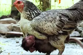 贵州网友拍到一小猴骑在狗身上，为何会成“膏药”猴？原因很扎心图片