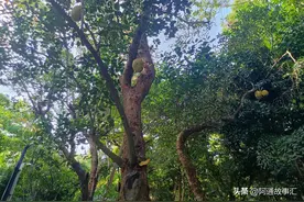 江湖仁义大哥—聂磊拿捏孙英军，要求赔礼道歉和补偿图片