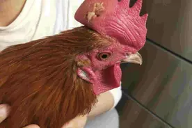 家里遭到5种动物入侵，切记不要打死，为何这5种动物不能打呢？图片