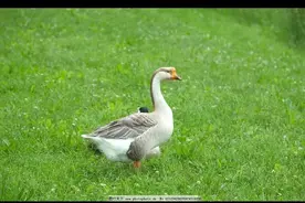 我与一只鹅成了无话不谈的灵魂知己图片