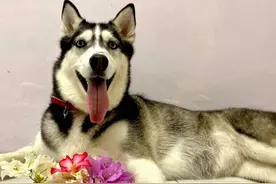 二哈生崽后要吃什么食物呢？要注意什么？你有了解吗？图片