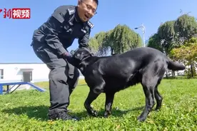 吉林“传奇警犬”lucky：退休前站好最后一班岗图片