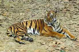 华南虎野外目击事件那么多，为何专家还说其灭绝了？问题出在哪？图片