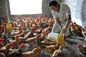 鸡分公母的方法，这样分很简单！简单的方法来养殖图片