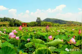 苗族歌后阿幼朵新歌首发，带你走进《康养安顺》图片