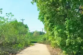 秋冬时节打卡武汉郊区一座小镇，山岭间遍布树，采摘的水果满箩筐图片