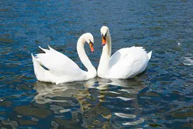 家鹅和天鹅是一种鸟吗？它们有什么区别？图片