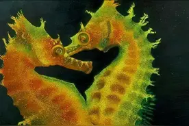 海马夫妇有多相爱？为了不让“老婆”太累，“老公”竟学会了怀孕图片