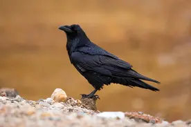 “家有四声叫，不是好预兆”，指的是哪四种叫声？有科学依据吗？图片