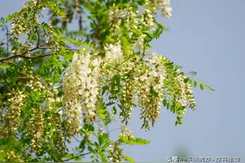 最好吃的野味——槐花，马上要开了，聊聊槐花的功效吧图片