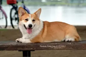 泰迪若有这几种表现，证明暗恋你，全中的偷着笑吧图片