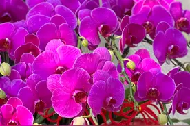 分享30款蝴蝶兰品种， 各具特色一种比一种美丽，看看你能认识几种图片