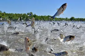 二十万斤翘嘴泛滥成灾！求助钓鱼人，渔获全带走图片