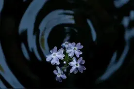 散文：四月，种下心中期待，祈盼岁月静好，人间无恙图片