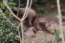 野生亚洲象坠入深水坑！象救不了，人来了图片