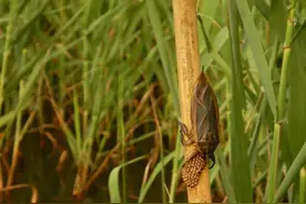 儿时下稻田被它咬会脚烂，现在却成为稀有的盘中餐，每斤100元图片