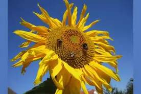 「健康管理」三伏天晒太阳，也有讲究图片