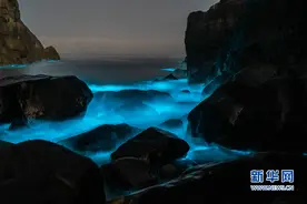 大海里的“浩瀚星辰” 福建平潭再现蓝眼泪图片
