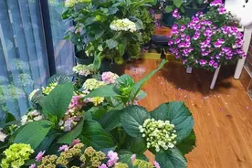 鲜花在屋里放，花旺人也旺！想要“旺人旺家”，养花首选这10种图片