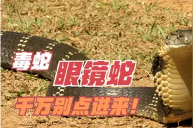 眼镜蛇在眼镜王蛇面前就是小学鸡 菲律宾蛇跟虎蛇勉强上毒蛇榜图片