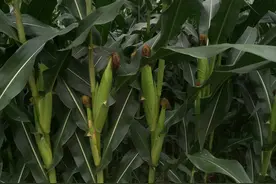 这个玉米新品种，抗虫抗病又抗倒，亩产可达2034斤图片