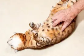 每天早上一个动作，保持大便通畅不再难图片