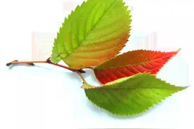 分享治愈心灵的树叶图片图片