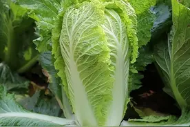 安徽夫妇在俄罗斯远东种菜，销售大白菜的时候被韩国人摆了一道图片