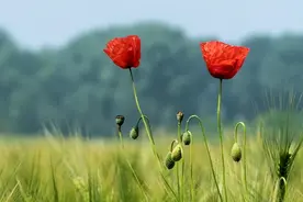 女人向你索要这几样东西，潜台词是喜欢上了你图片