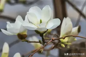 金玉满堂是哪四种树图片