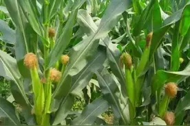 玉米什么时候喷磷酸二氢钾效果最好？用量是多少？答案来了图片