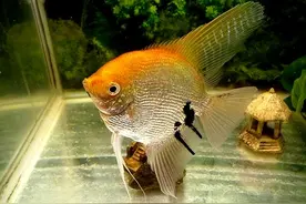 神仙鱼好养吗？神仙鱼的养殖方法与注意事项！图片