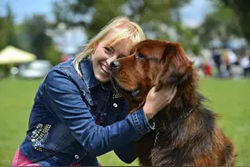 藏獒重情：流浪獒疯狂追车只为寻找恩人，相逢时令人热泪横流图片