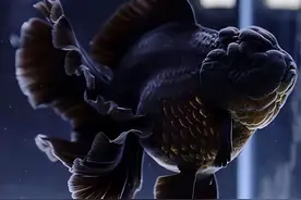 泰狮金鱼养殖达人教你如何轻松掌握养殖秘诀，培养健康可爱的金鱼图片