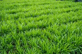 要想韭菜长得好，一茬草灰一茬尿，韭菜追肥，怎样结合使用灰与尿图片