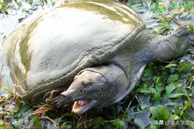 2022年9月甲鱼多少钱一斤？买甲鱼怎么挑？图片