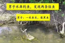 什么鱼？广东男子水库钓鱼，发现两条1米长乌黑大鱼在水面游荡图片
