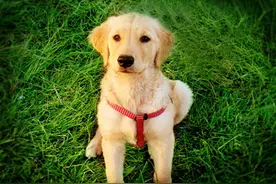 养宠课堂：狗狗拉稀拉血是什么原因？如何处理？可以在家解决吗？图片