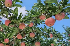 磷酸二氢钾加点TA，产量翻几倍图片