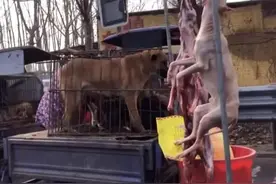 “爱狗人士”屡次高速路上拦车救狗，是真善还是另有图谋图片