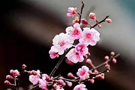 同是咏梅名篇，陆游《卜算子》和王安石《梅花》，谁的意境更高？图片