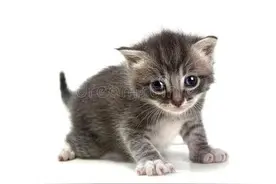 我舅舅不理我还骗我的梦图片