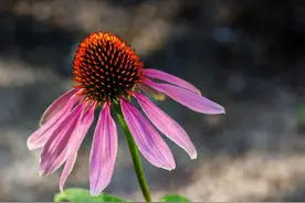 有些事别对外人讲，会影响家庭图片