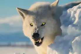 老妇从野狗嘴里救下受伤狼崽,与狼同吃同睡10年,临终主动成为狼食图片